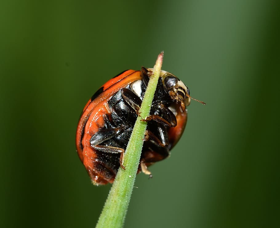 insects, beetles, ladybug, invertebrate, animal themes, animal wildlife HD wallpaper