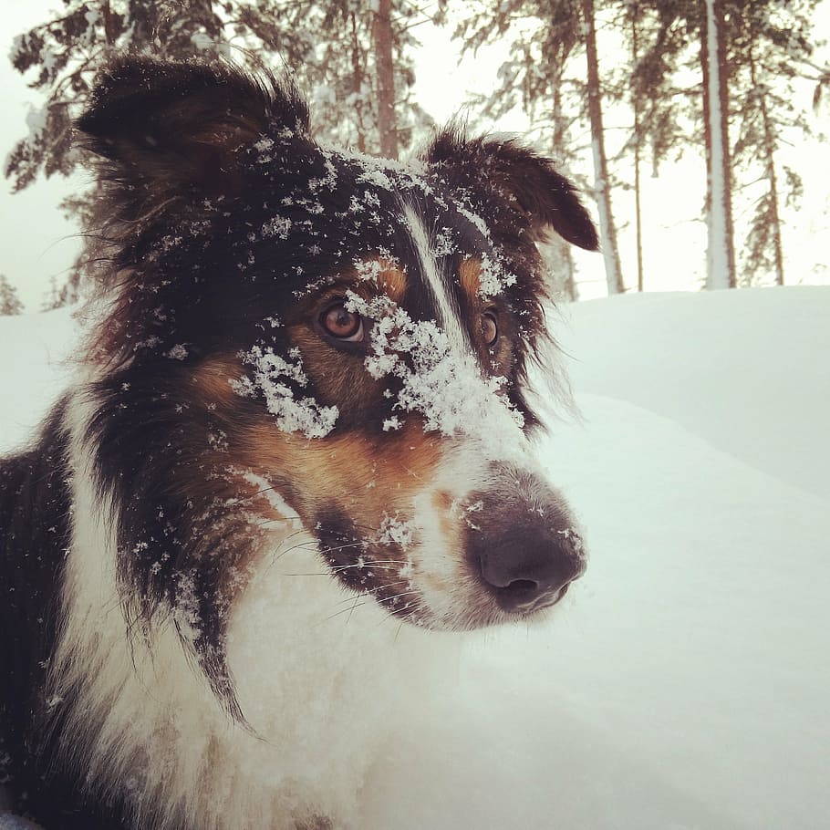 dog, snow, winter, cold temperature, one animal, domestic animals HD wallpaper