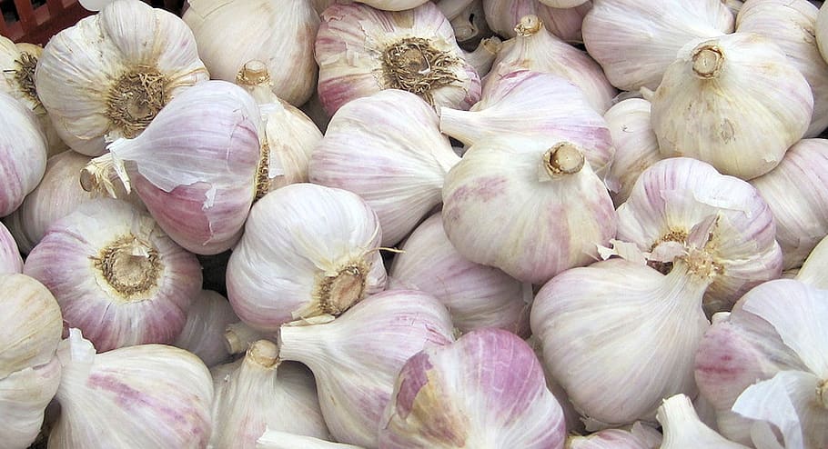 garlic, vegetable, festival, autumn, ontario, canada, food, HD wallpaper