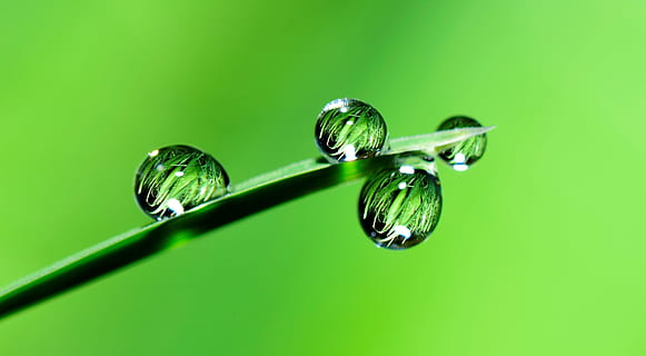 macro photography of water droplets, drops, grass, rain, nature HD wallpaper