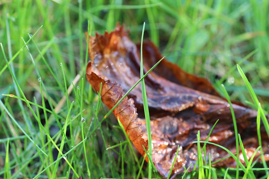 grass, leaves, dew, halm, meadow, autumn, spring, plant, leaf HD wallpaper