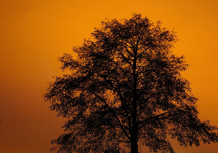 tree, sunset, colorful sunset, evening, nature, evening sky HD wallpaper