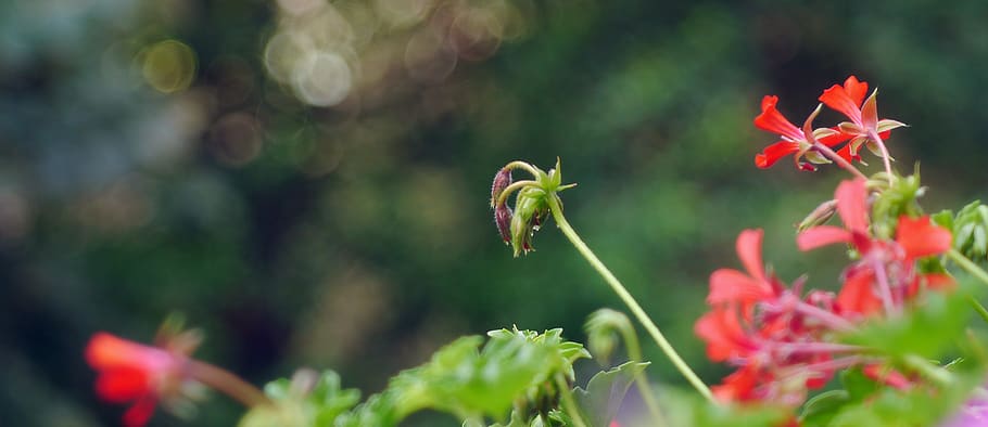 geranium, bokeh, red, flower, plant, growth, vulnerability HD wallpaper