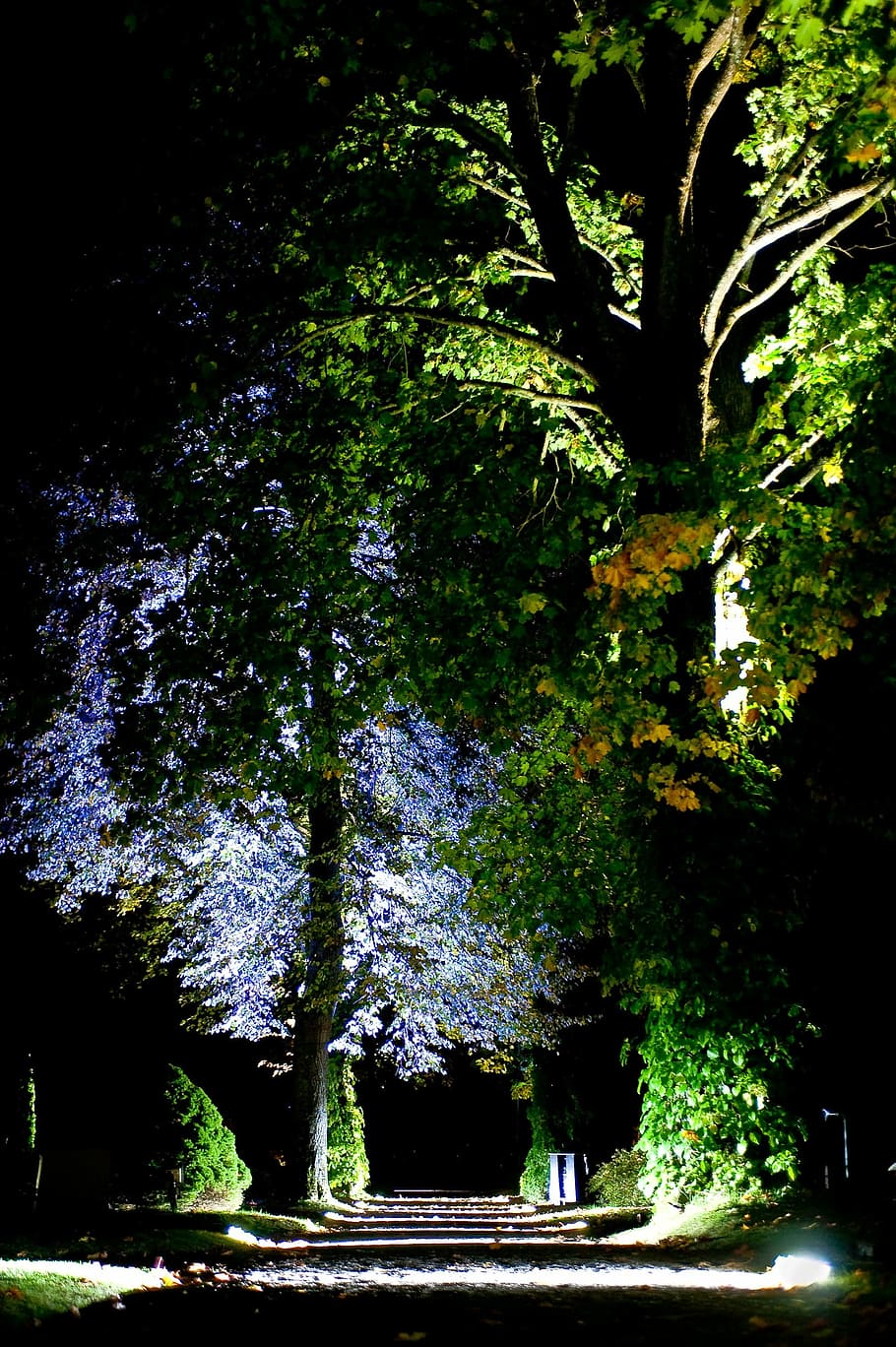 Cemetery, Tree, Night, Lighting, no people, green color, outdoors HD wallpaper