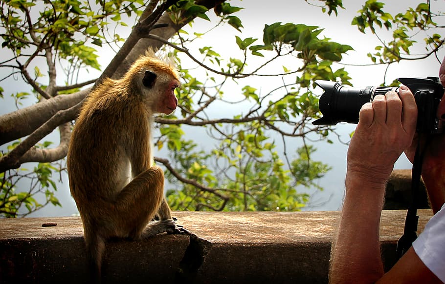 brown monkey sitting on brick, model, camera, close, photograph HD wallpaper