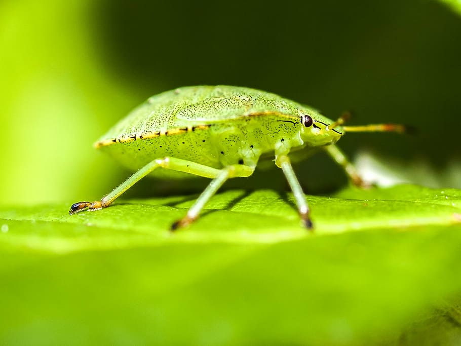 bug, stink bug, nature, animal, insect, leaf, close-up, macro HD wallpaper