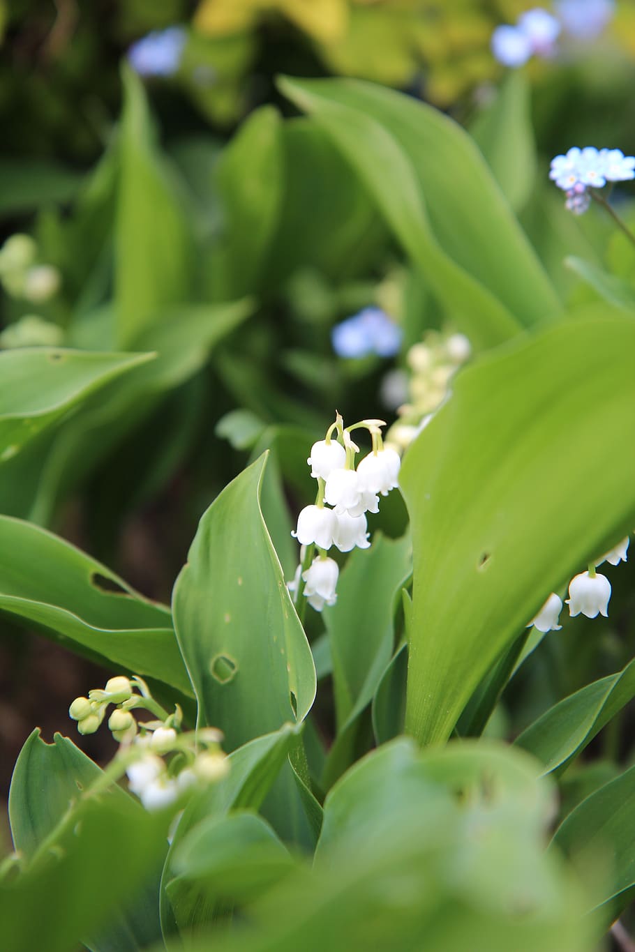 thrush, lily of the valley white, bell, may 1, plant, growth