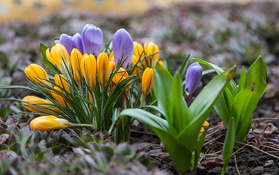 flowers, crocuses, spring, greens, purple, blue, yellow, nature HD wallpaper