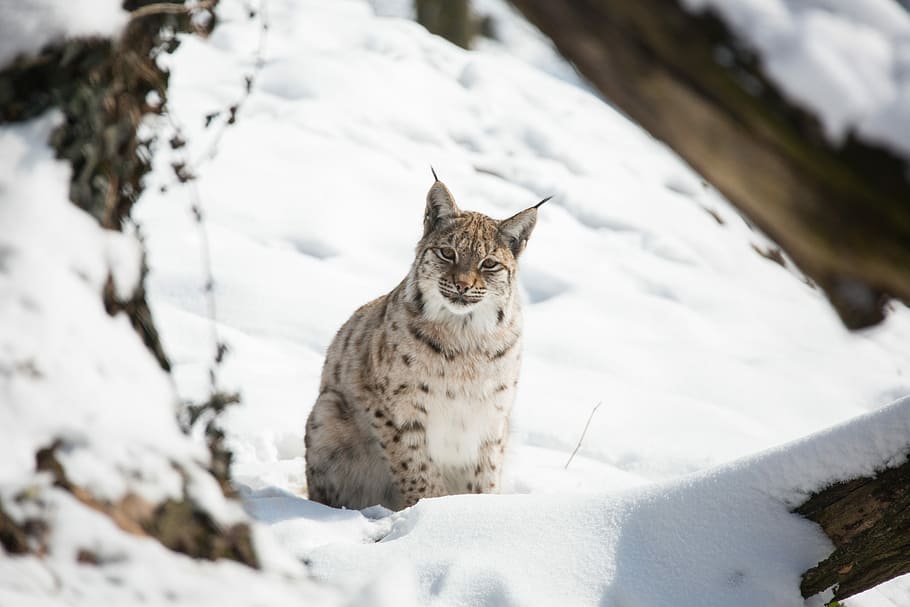 lynx laying on snow plain, winter, cold, nature, animal world HD wallpaper