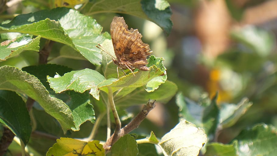 butterfly, insect, close, brown, meadow, leaf, plant part, animal themes HD wallpaper