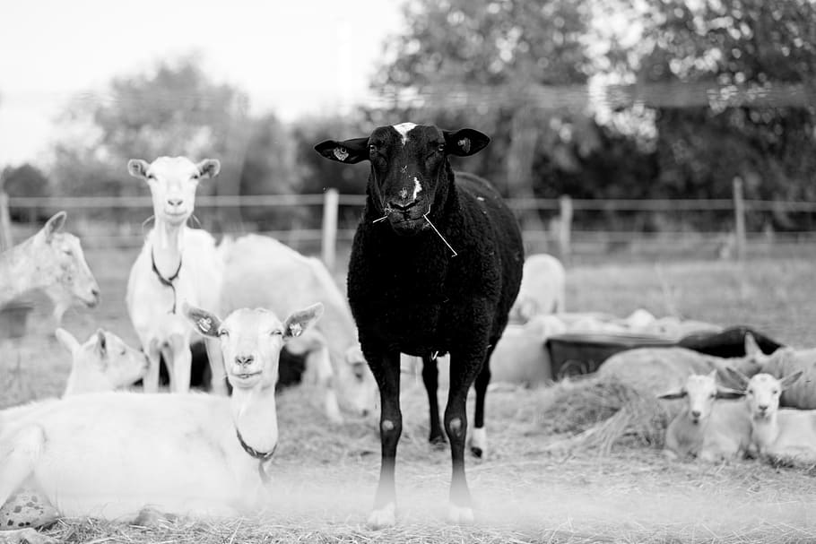 Black, Sheep, Herd, animal, animal themes, mammal, livestock HD wallpaper