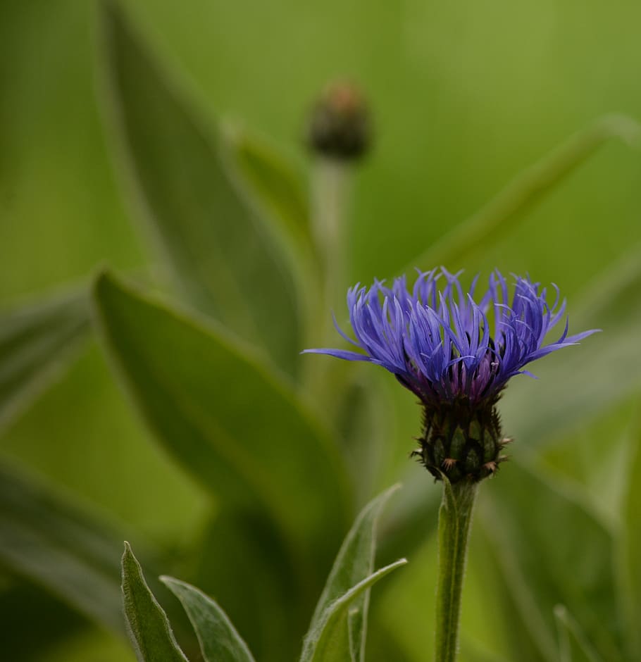 green, cornflower, garden, plant, flowering plant, growth, vulnerability HD wallpaper