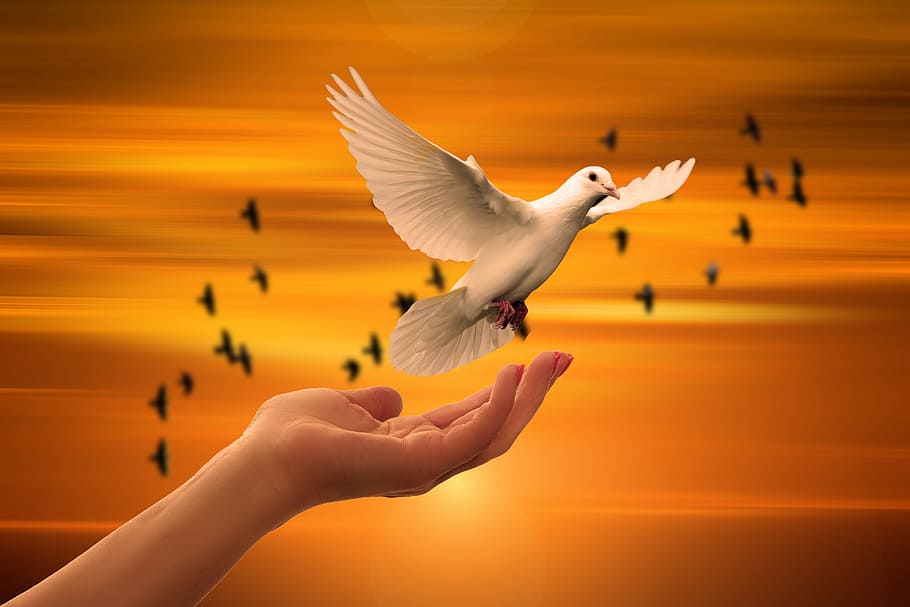 human hand below white dove, religion, faith, trust, god, pray