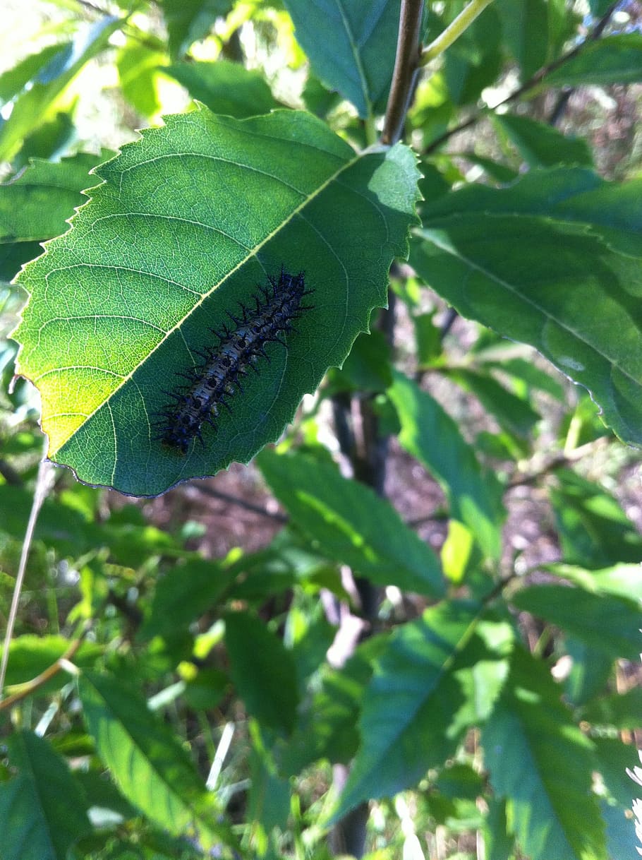 Caterpillar, Insect, Leaf, Leaves, nature, wildlife, bug, greenery HD wallpaper