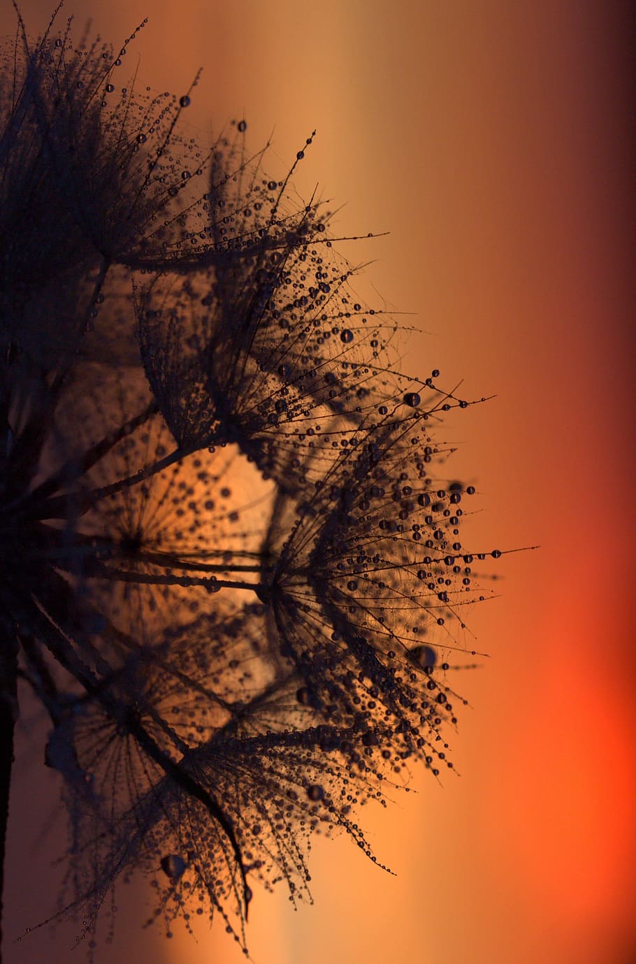 Dandelion, Sunset, Drops, Evening, tree, beauty in nature, sky HD wallpaper