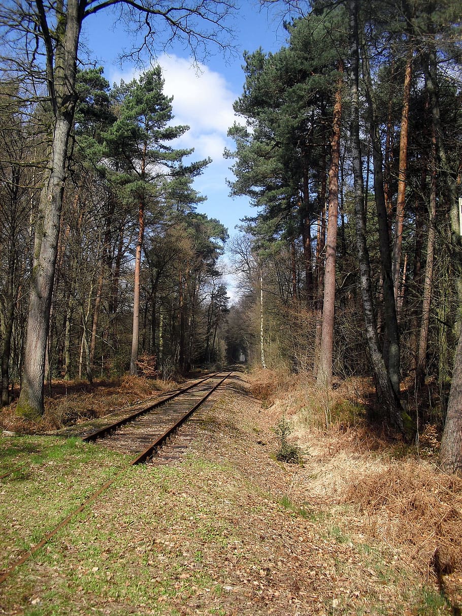 Germany, Forest, Trees, Railroad, Tracks, sky, clouds, nature HD wallpaper