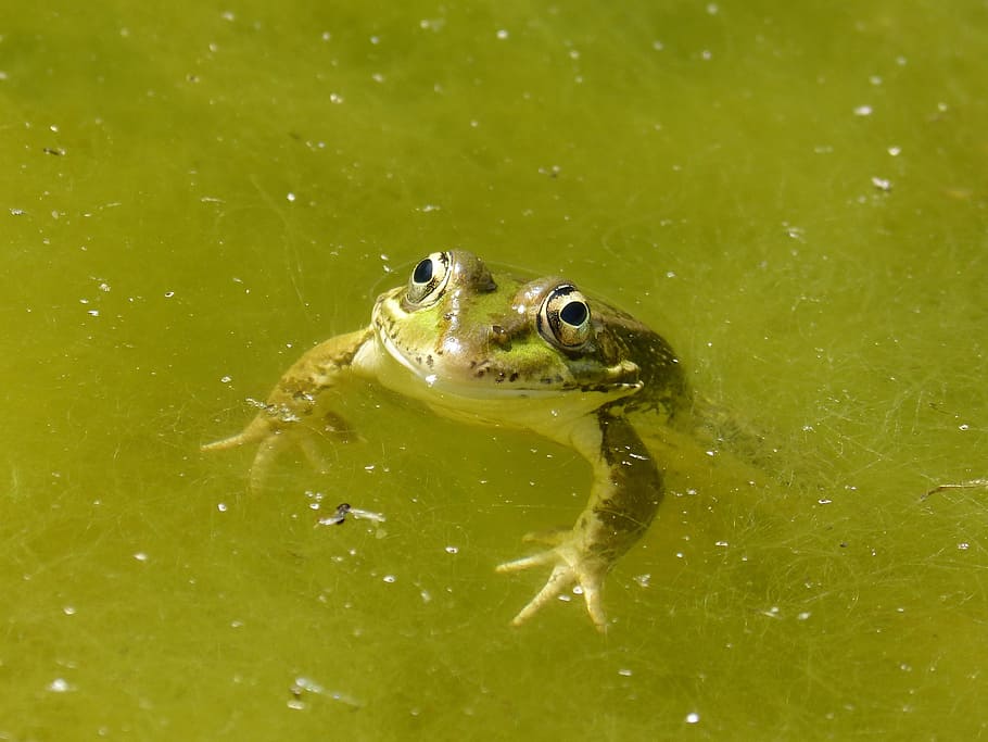 Raft, Algae, Green, Green Frog, batrachian, one animal, animal themes HD wallpaper