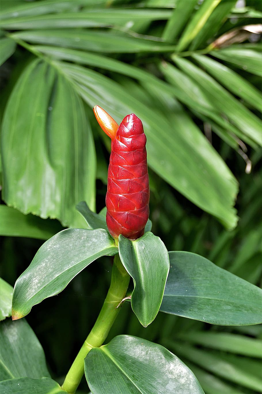 HD wallpaper: selective focus photography of red ginger flower, ginger