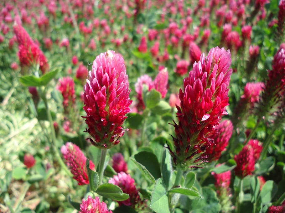 Clover, Flower, Meadow, Plant, red, trifolium, nature, growth HD wallpaper