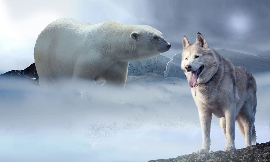 Polar Bear and wolf, Ice, Snow, Bear, Wolf, Husky, glacier, ice age, HD wallpaper