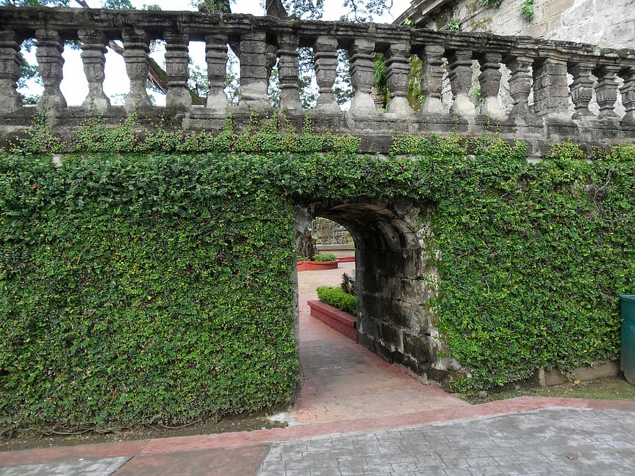 ivy covered, gate, wall, structure, architecture, built structure HD wallpaper
