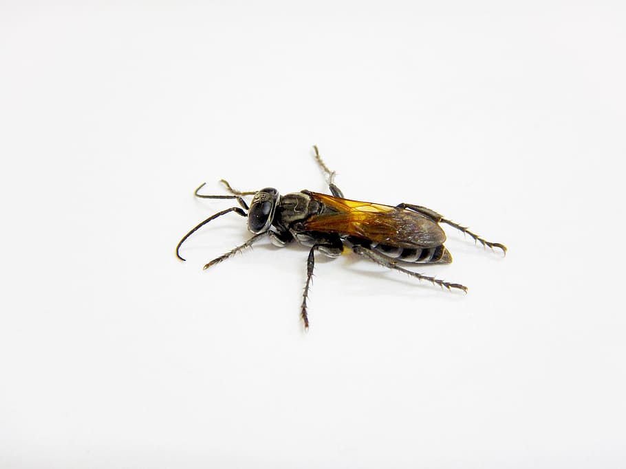 wasp, insects, black, invertebrate, studio shot, animal, animal themes HD wallpaper