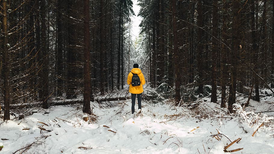 person in yellow jacket between trees during winter, person walking on snow near green trees HD wallpaper
