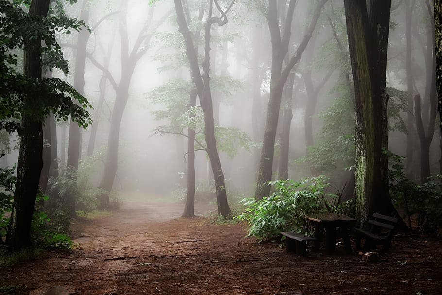 pathway between trees in forest, forest during daytime, fog, foggy, HD wallpaper
