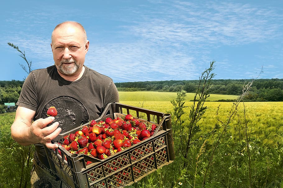 strawberry, field, sky, fruit, juicy berry, wild strawberry, HD wallpaper