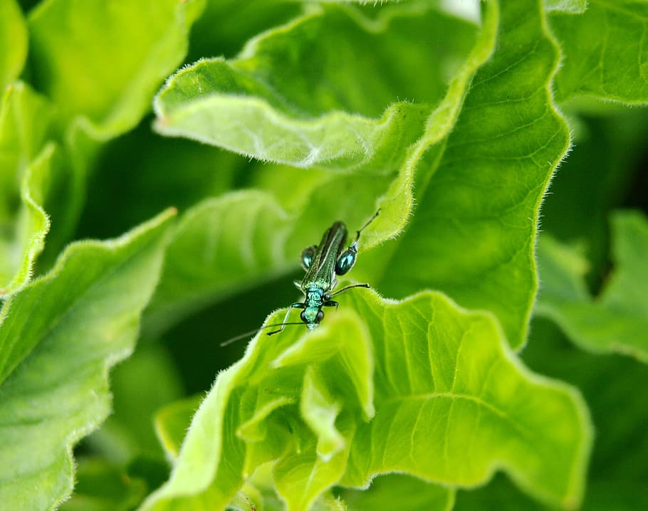 beetle, blue, iridescent, insect, close, nature, animal, wildlife HD wallpaper