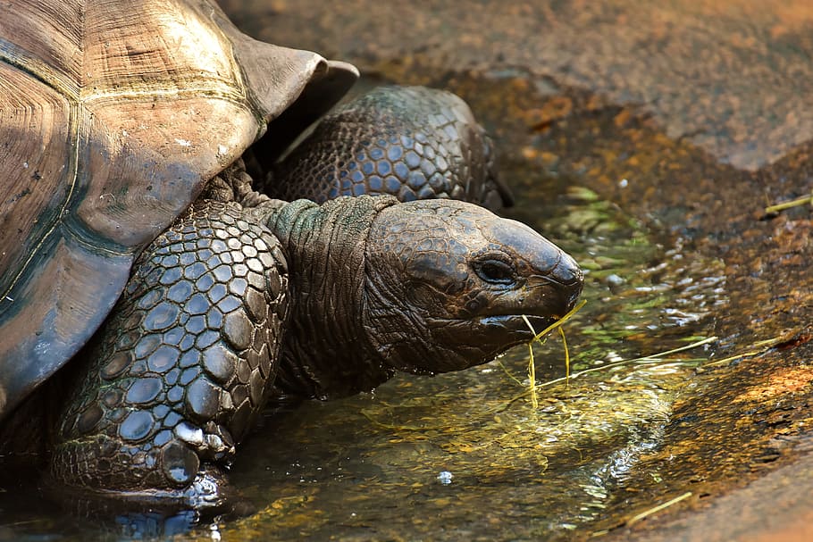 tortoise on body of water, giant tortoises, animals, panzer, zoo, HD wallpaper