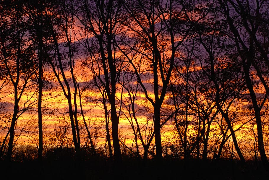 Trees, Sunrise, Landscape, Nature, sunset, forest, sunlight HD wallpaper