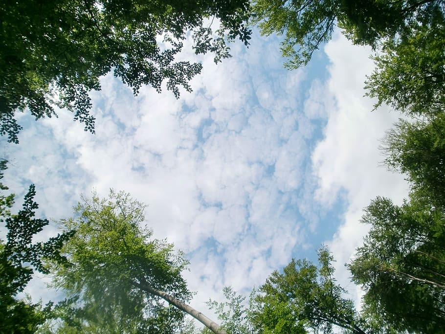 Sky, Trees, Clouds, nature, forest, pine tree, day, plant, low angle view HD wallpaper