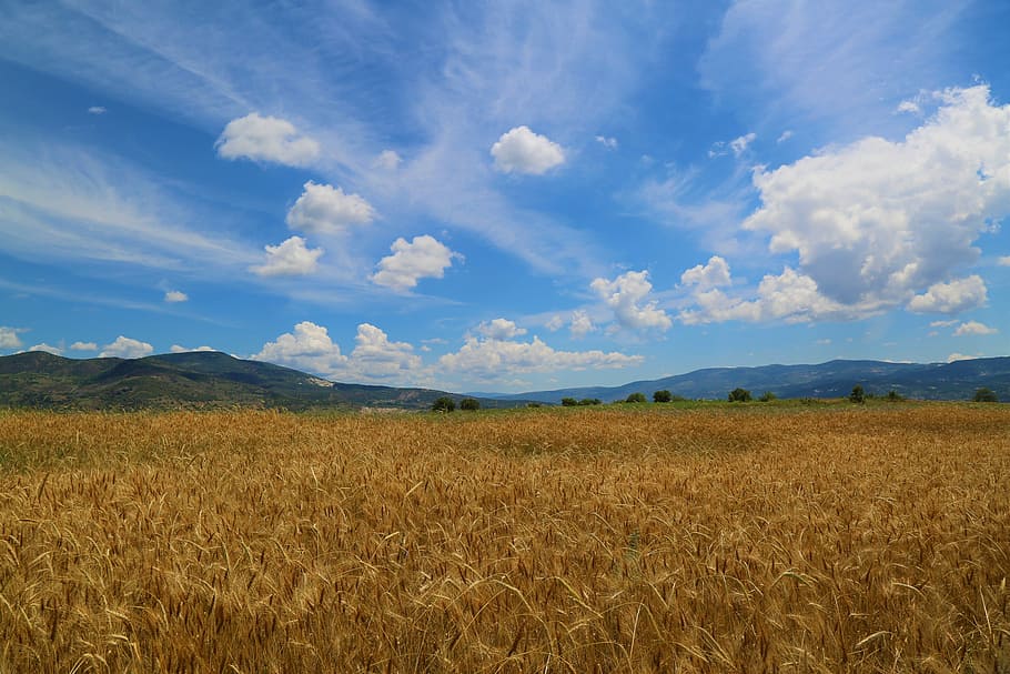 brown grass field under the white skies, wheat, grain, land HD wallpaper