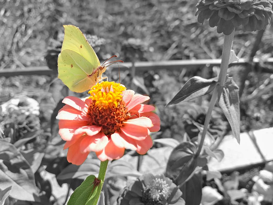 Butterfly, Black White, Monochrome, flower, garden, green, yellow, HD wallpaper