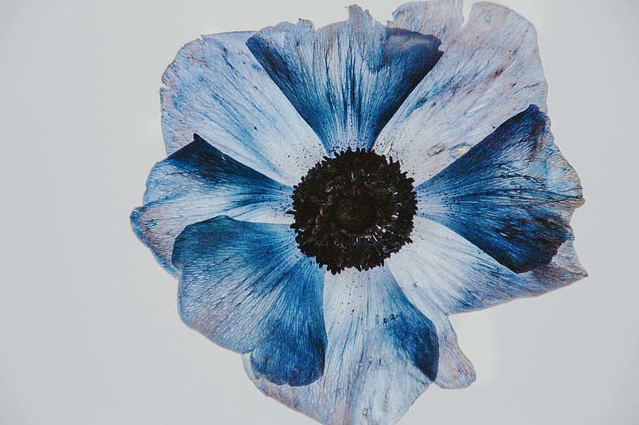 Anemone on lightbox, blue and black flower painting, art, drawing, HD wallpaper