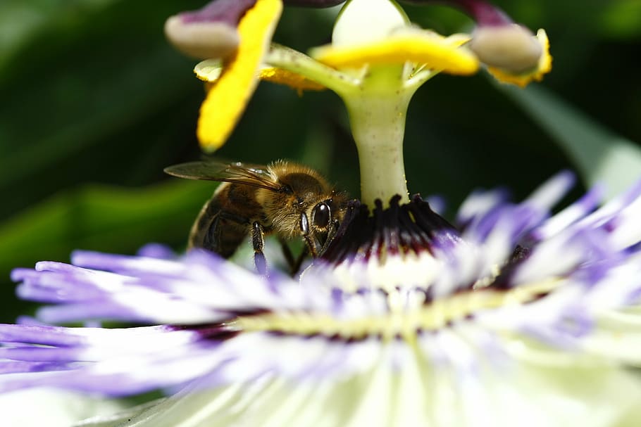 bee, polin, flower, flowering plant, animal, invertebrate, insect HD wallpaper