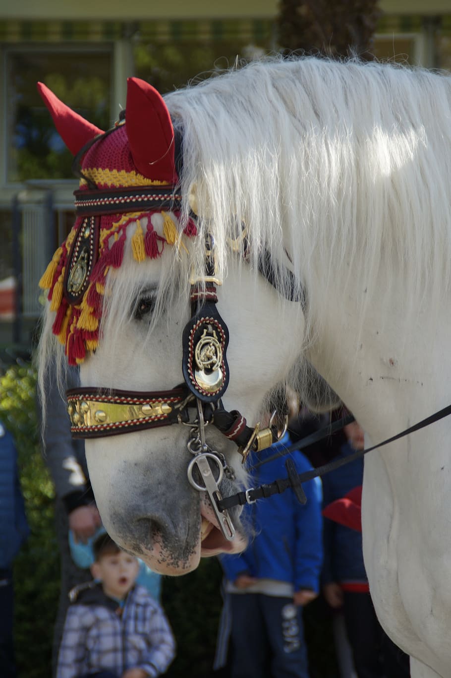 horse, decorated, animal, ride, procession, equestrian procession, HD wallpaper