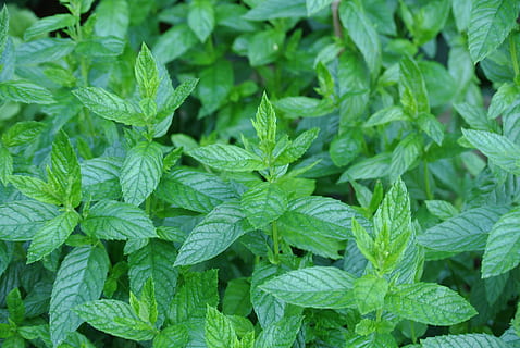 green leaves, mint, herbs, tee, nature, medicinal herbs, peppermint tea HD wallpaper