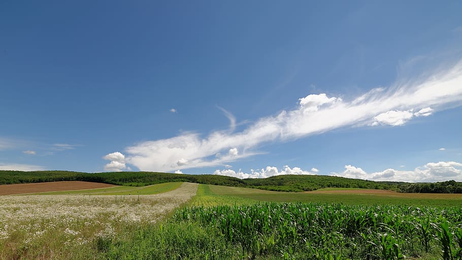 Summer, Nature, Landscape, Cloud, sky, field, agriculture, scenics HD wallpaper