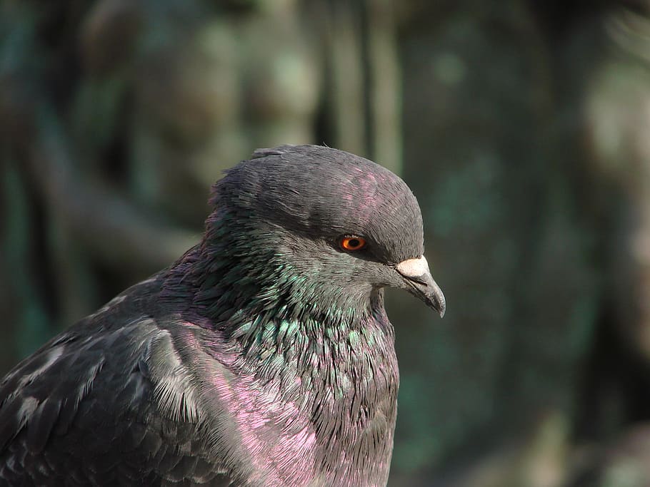 dove, pigeons, wing, standing, animal, bird pigeon, collar HD wallpaper