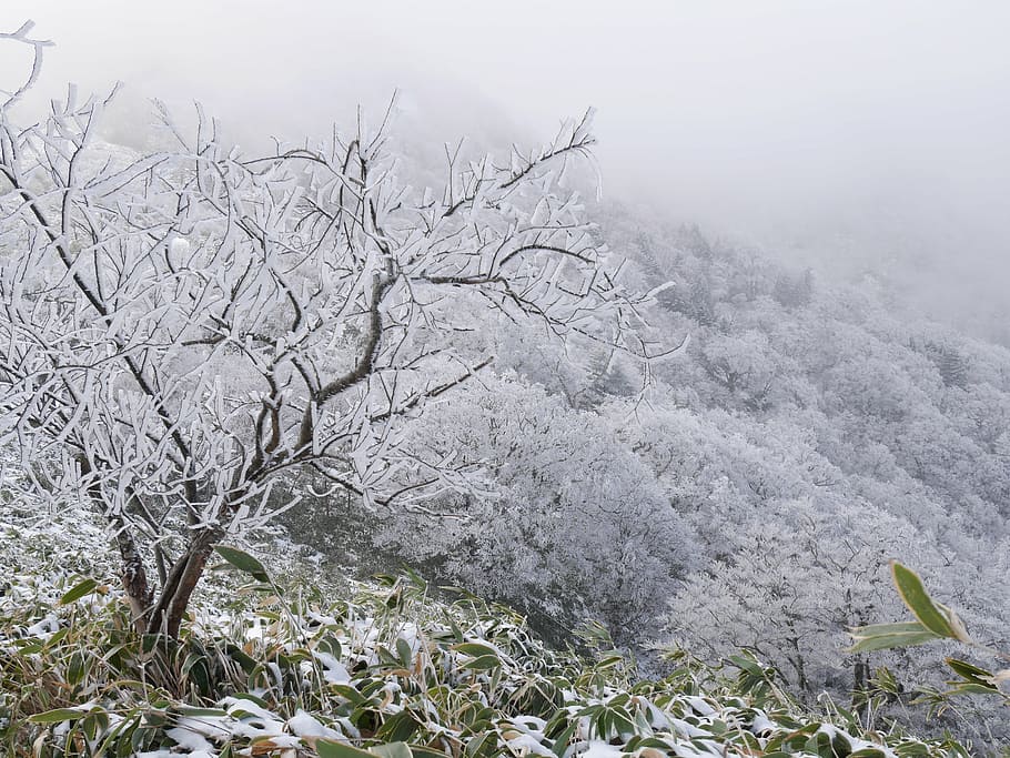 winter mountain, rime, cold wave, sasa bamboo, plant, nature HD wallpaper