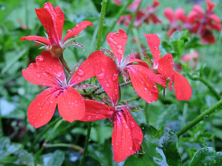 Geranium, Blossom, Bloom, red, drop of water, flower, close HD wallpaper