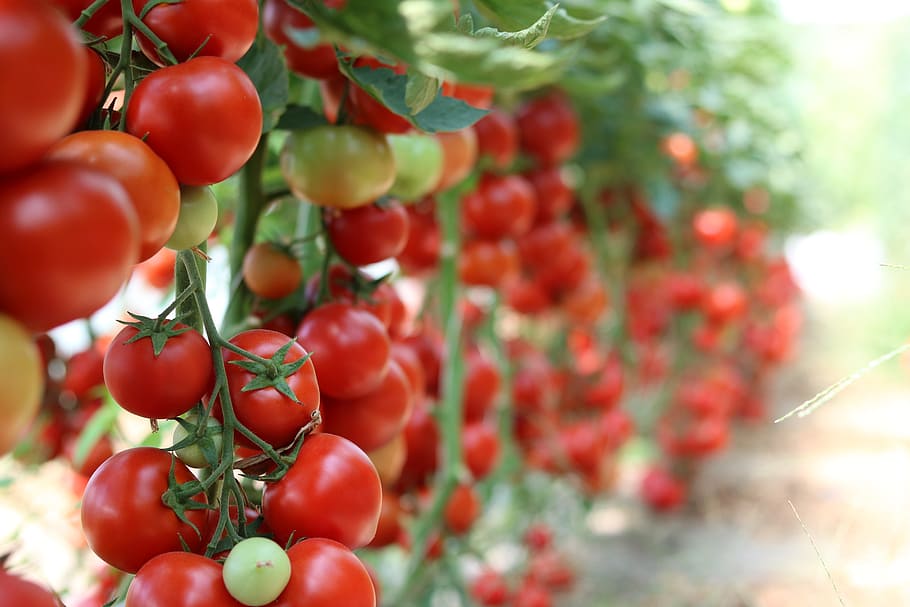 cherry tomatoes, garden, vegetables, healthy, cultivation, plant, HD wallpaper