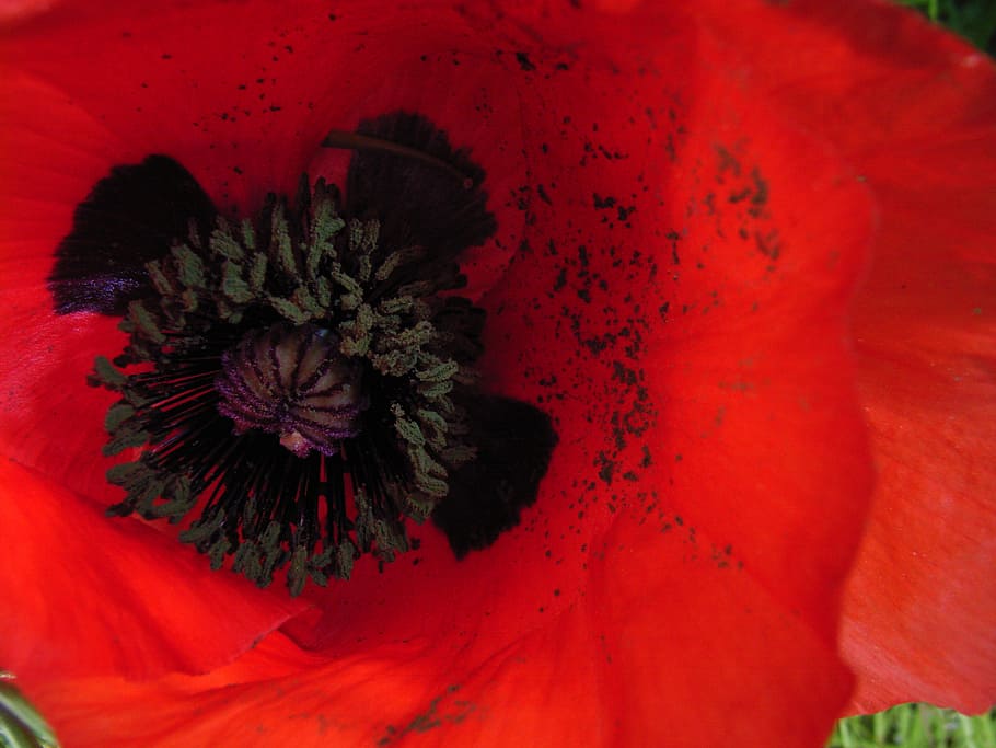 poppy, flower, red, plant, flowering plant, no people, petal HD wallpaper