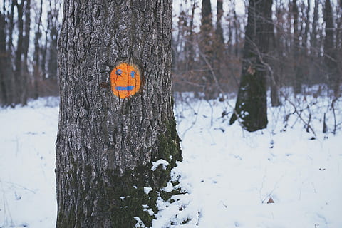 brown tree with orange emoticon during daytime, selective focus photography of tree branch with pumpkin painting HD wallpaper