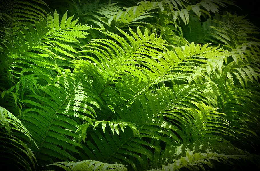 green leaf illustration, ferns, green stuff, sunbeam, fruitful, HD wallpaper