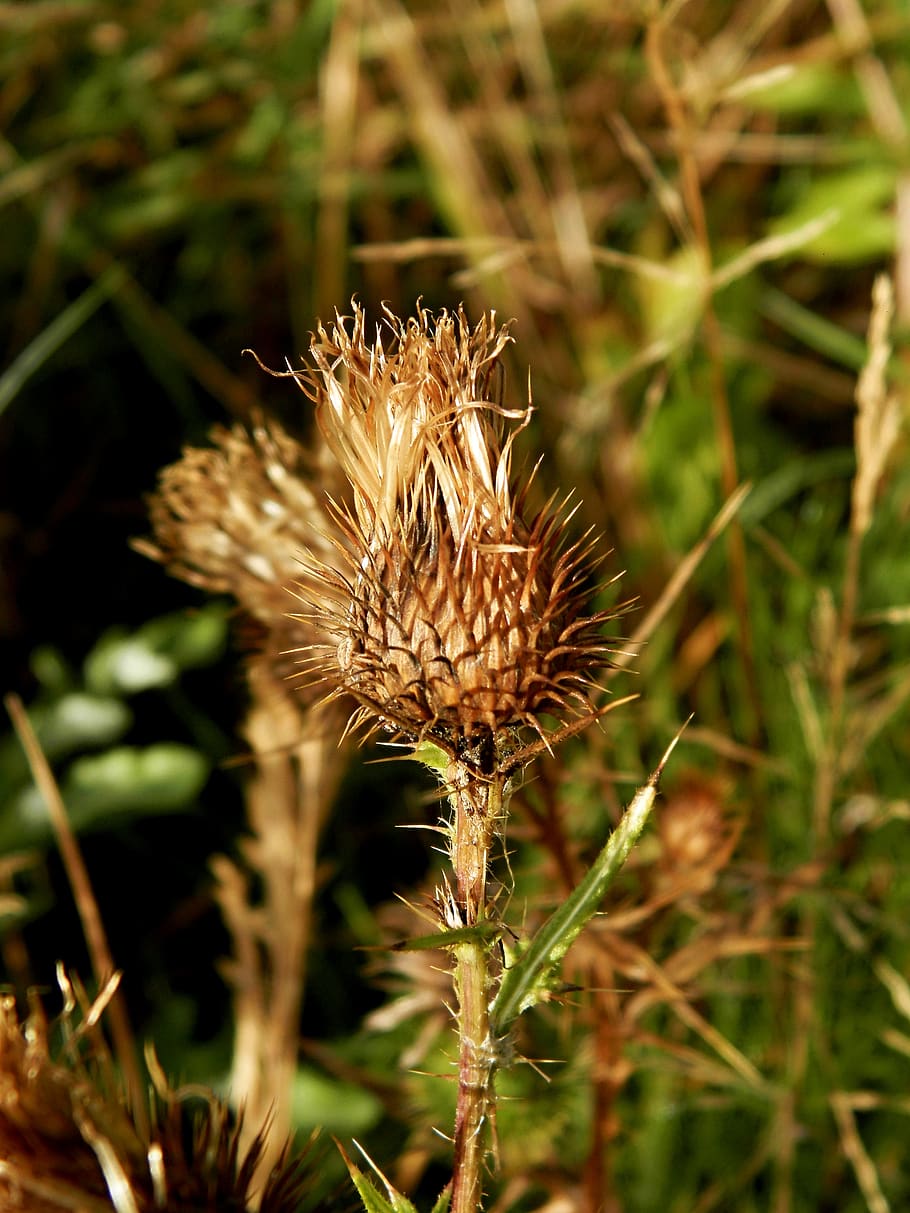 flowers, plants, thistle, growth, beauty in nature, close-up HD wallpaper