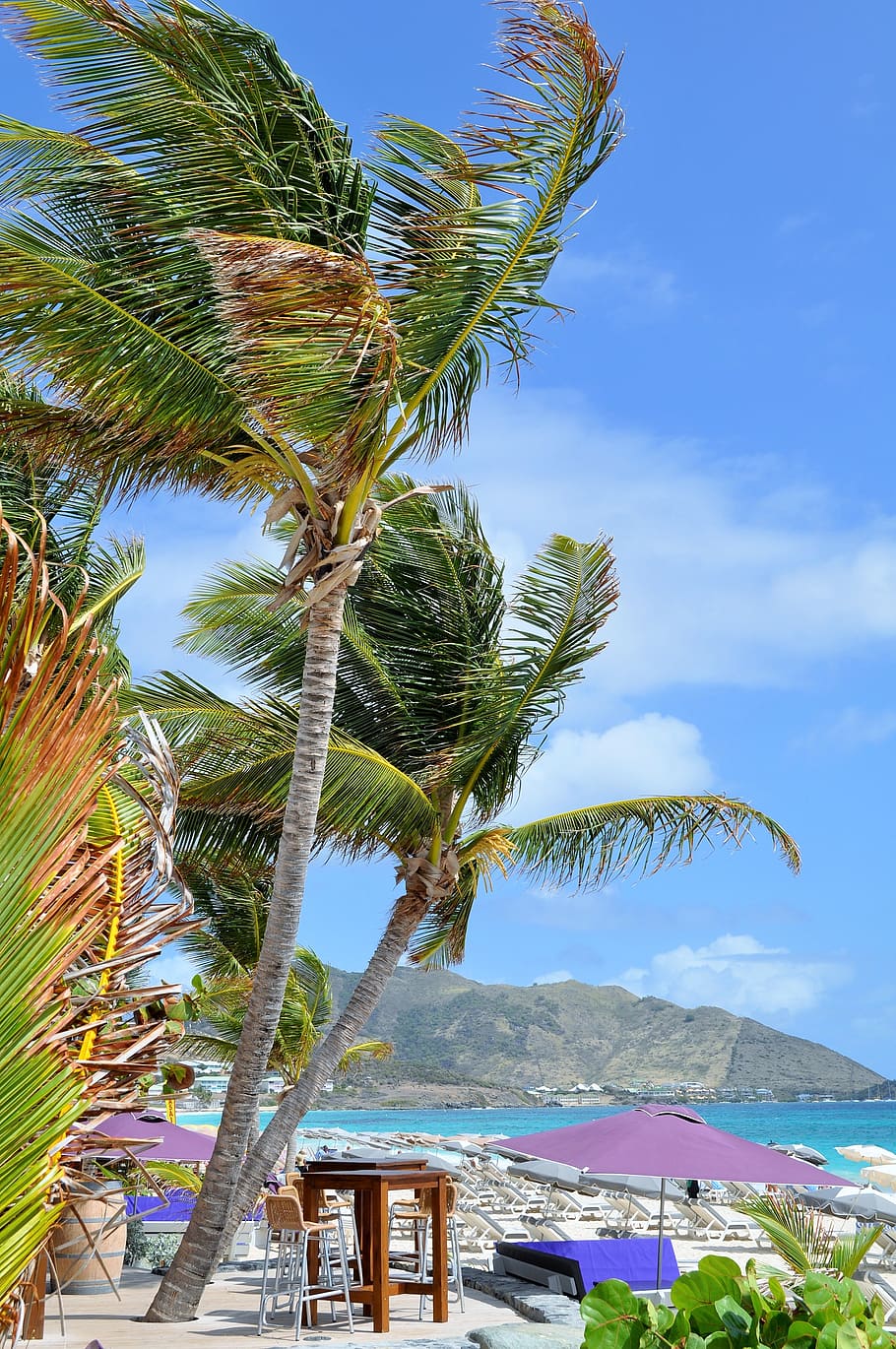 beach, sea, sky, sand, bar, palm trees, terrace, parasols, cocktails HD wallpaper