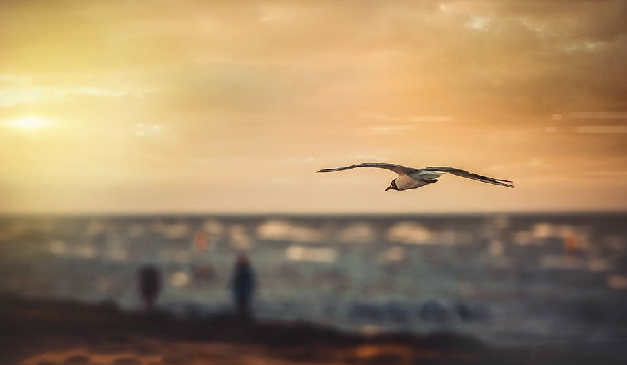 birds soaring under cloudy sky during golden hour, selective focus photography of flying laughing gull HD wallpaper